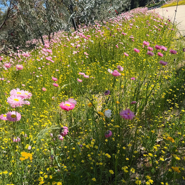 A Floral Symphony at Kings Park and Botanic Garden
