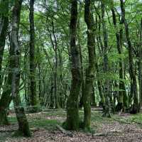 Rold Skov