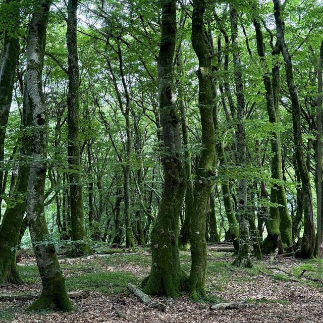 Rold Skov