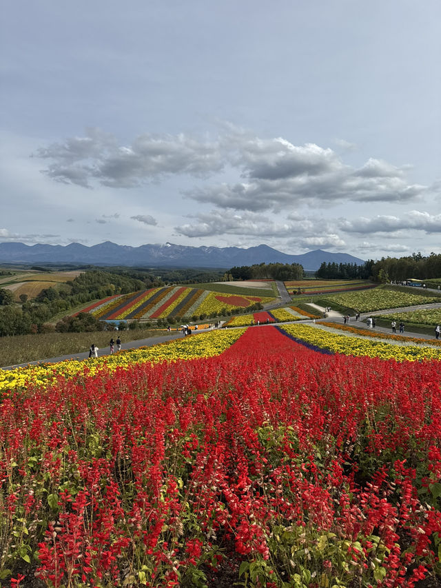 【北海道】四季彩の丘