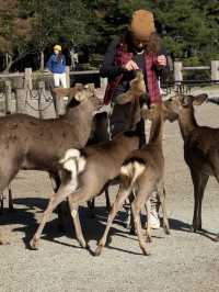 🦌 Day Trip to Nara – Gardens, Deer & Matcha 🍦