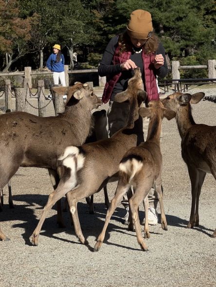 🦌 Day Trip to Nara – Gardens, Deer & Matcha 🍦