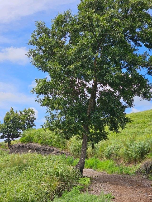 巨石が点在する古代の聖地と称される、阿蘇のパワースポット