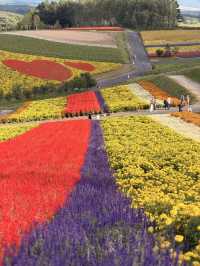 【北海道】美瑛で四季折々の花畑を満喫🌼🌿