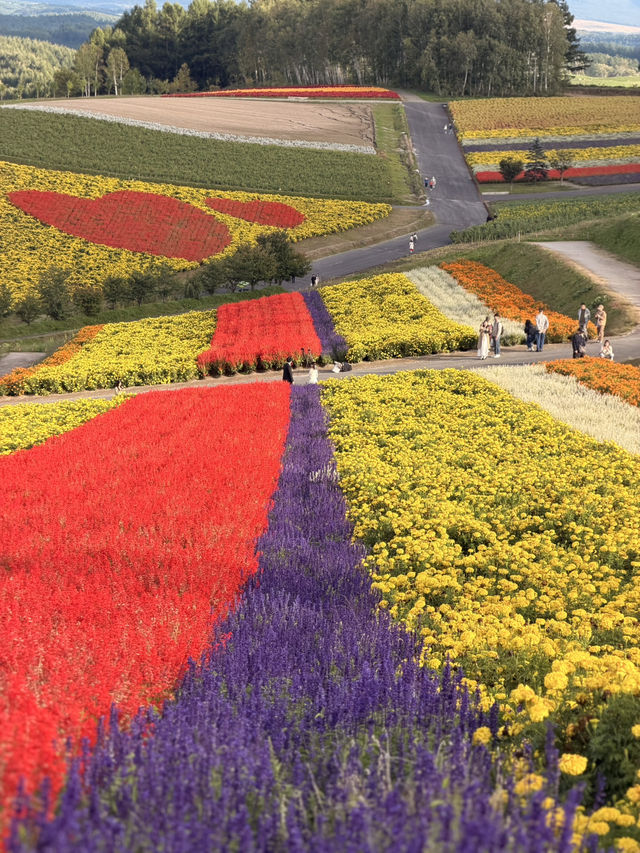【北海道】美瑛で四季折々の花畑を満喫🌼🌿