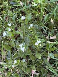 🌳 探訪「總理森林步道Prime Ministers’ Walk」：城市中的森林漫遊