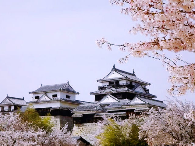 Sky Fortress of Shikoku: My Solo Visit to Matsuyama Castle