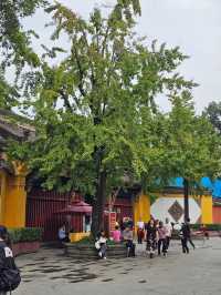 Temple Calm Chengdu🌿