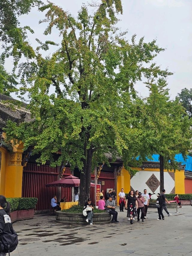 Temple Calm Chengdu🌿