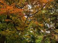 🍁🍂楓葉灑落城市秘景好療癒  🍁🍂