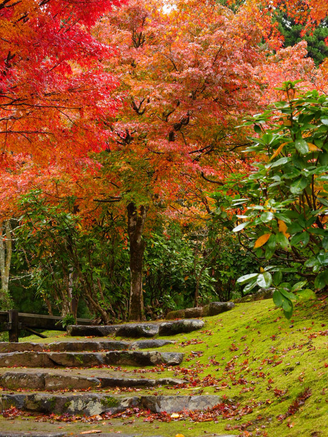 水車小屋の奥の紅葉のグラデーションが絶景