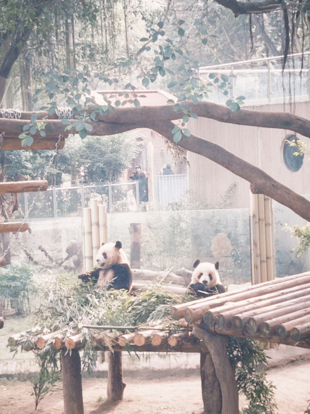 Panda Paradise🌄
