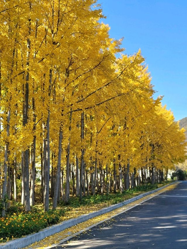 경주의 가을이 더 아름다워지는 이유💛