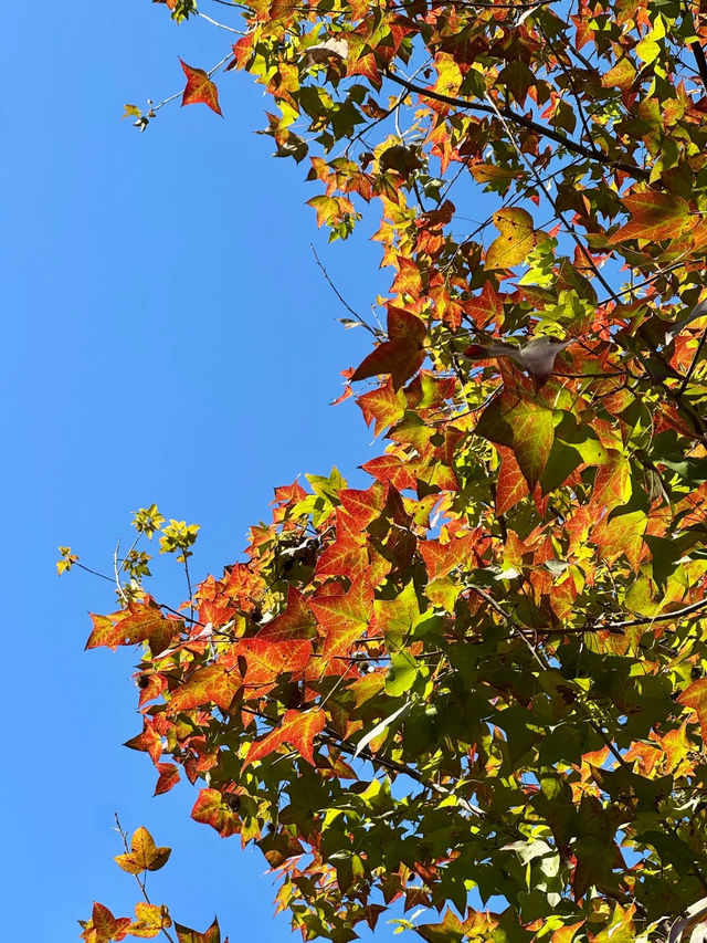 ไปที่สวน Shunfengshan เพื่อเก็บใบไม้ร่วง 🐿️🍂🍁 ไปที่สวน Shunfengshan เพื่อเก็บใบไม้ร่วง 🐿️🍂🍁