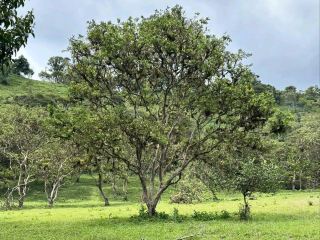 A Peaceful Escape into Mindo’s Lush Green Wonderland