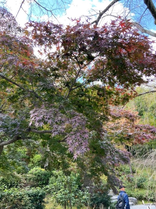 🍁✨โอซาก้า (Osaka)” ฤดูใบไม้เปลี่ยนสี