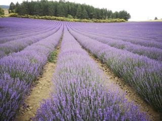 Ферма лаванды