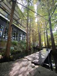 🌲落羽松秘境中的蔬食饗宴#🌿 澄石享自在-臺中市北屯區