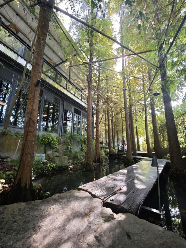 🌲落羽松秘境中的蔬食饗宴#🌿 澄石享自在-臺中市北屯區