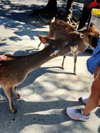 A Festive Family Morning at Paradise Of Deer