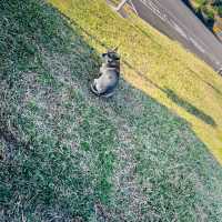 Festive Animal Fun at Paradise Of Deer & Relaxed Old-Town Stroll