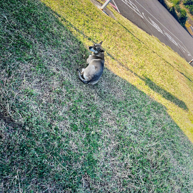 Festive Animal Fun at Paradise Of Deer & Relaxed Old-Town Stroll Festive Animal Fun at Paradise Of Deer & Relaxed Old-Town Stroll