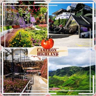 ⛰️🌿 Cameron Highlands | Malaysia’s Cool Mountain Retreat