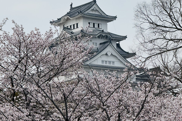 姫路城から車で行く桜の鑑賞ガイド：ルートと雰囲気をまとめてご紹介