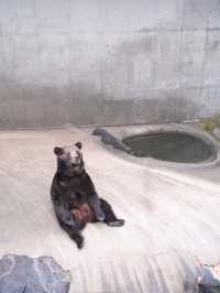 【熊本】可愛すぎる赤ちゃんコグマにキュン！動物と超至近距離で触れ合える「阿蘇カドリー・ドミニオン」へ🐻🐾