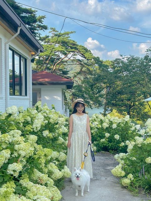 실시간 유럽 수국 가득 핀 담양 카페🍃💚 