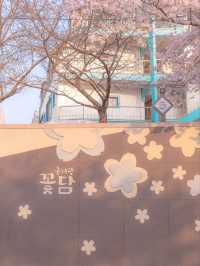 울산의 벚꽃 메인스팟은 여기"궁거랑 꽃담길"