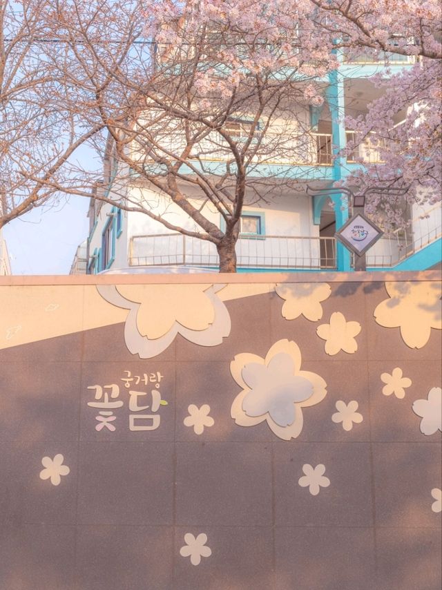 울산의 벚꽃 메인스팟은 여기"궁거랑 꽃담길"
