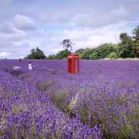 Lost in a sea of lavender 💜🌿 