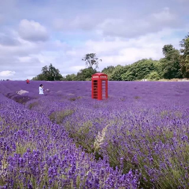 Lost in a sea of lavender 💜🌿 