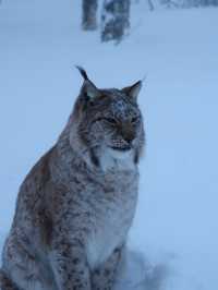 Where are the arctic animals!?