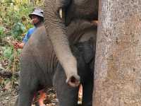 Living Green Elephant Sanctuary in Chiang Mai, Thailand.