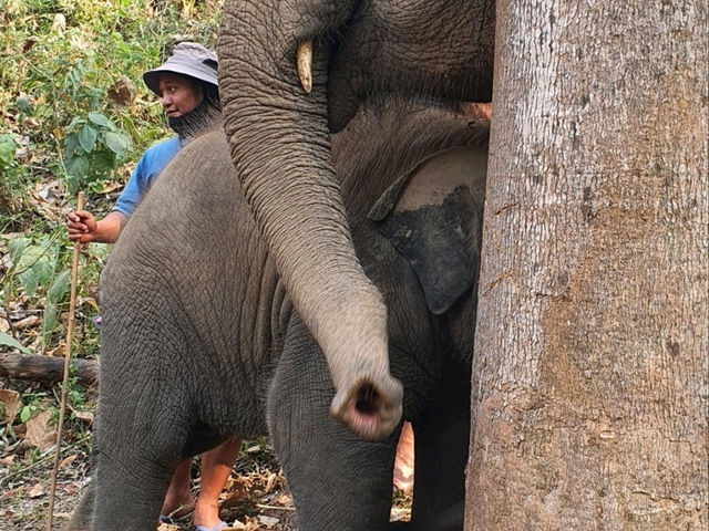 Living Green Elephant Sanctuary in Chiang Mai, Thailand.