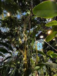 2025西雅圖亞馬遜必去景點：The Spheres