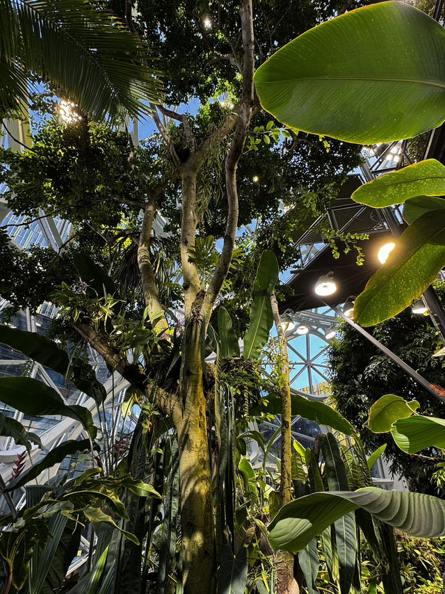 2025西雅圖亞馬遜必去景點：The Spheres