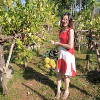 Pasutara … Lemon farm in Ratchaburi