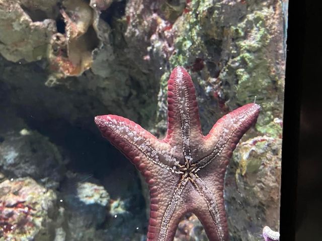 S.E.A. Aquarium 🐟