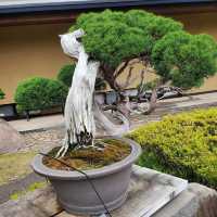 Omiya Bonsai Art Museum, Saitama 🗺️