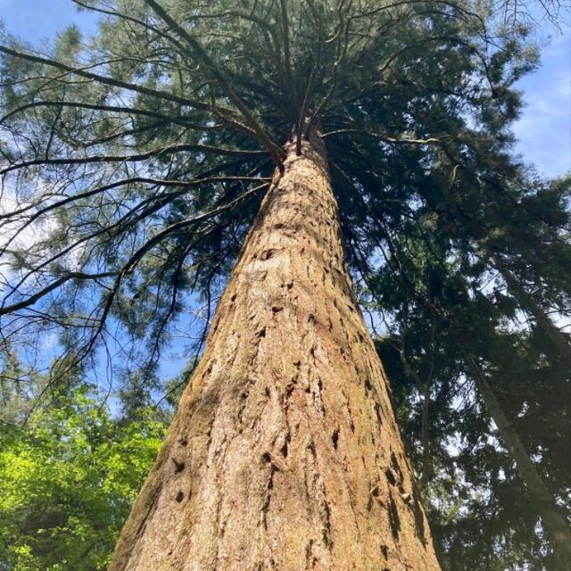 Wonderful walks in National Trust grounds