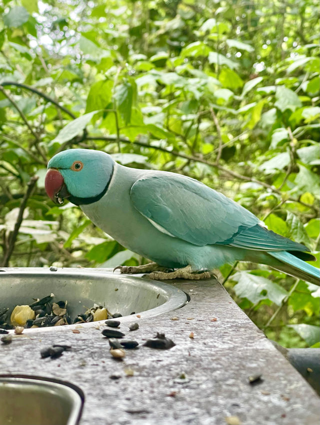 🦜 Discover Birds of Eden, South Africa 🌿