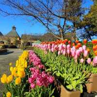 The tulips festival for spring 