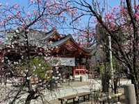 Known for the heroic "Nitenbo mikoshi swinging"