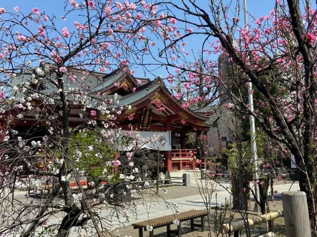 Known for the heroic "Nitenbo mikoshi swinging"