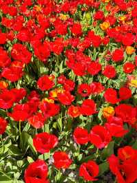 🌷 Hampton Court Palace in Bloom – The Best Time to Visit! 👑