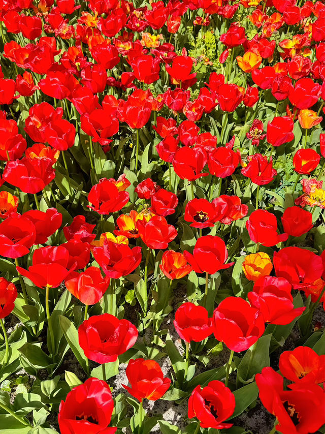🌷 Hampton Court Palace in Bloom – The Best Time to Visit! 👑