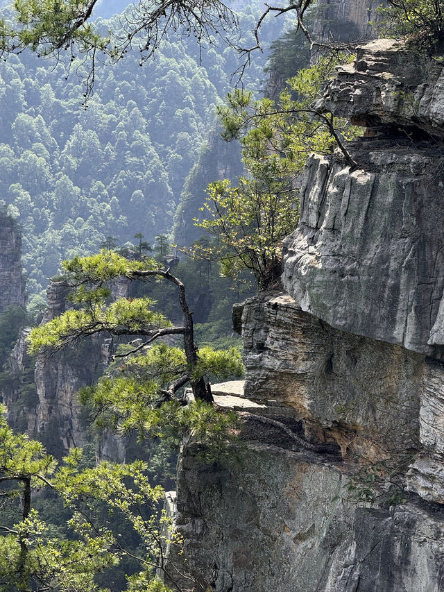 My time in Zhangjiajie